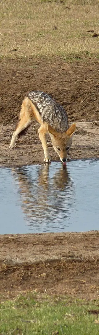 Safari im Addo National Park